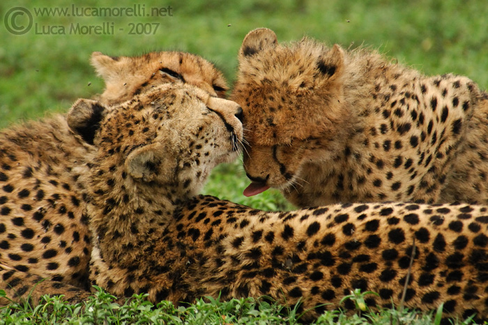 © Copyright - Luca Morelli