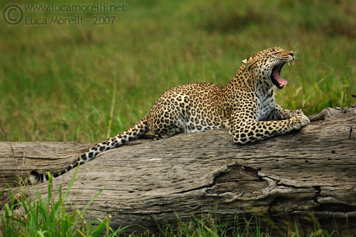© Copyright - Luca Morelli